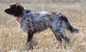 Лангхаар: описание внешнего вида немецкой длинношерстной легавой по стандарту породы, уход и содержание