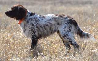 Лангхаар: описание внешнего вида немецкой длинношерстной легавой по стандарту породы, уход и содержание