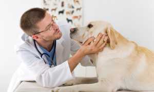 Почему у собаки из ушей плохо пахнет: причины появления сильного неприятного запаха, лечение возможных заболеваний