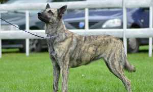 Все о голландской овчарке: внешний вид с фото, особенности ухода за хердером, разведение собак