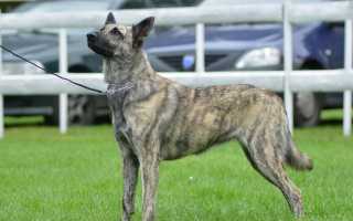 Все о голландской овчарке: внешний вид с фото, особенности ухода за хердером, разведение собак