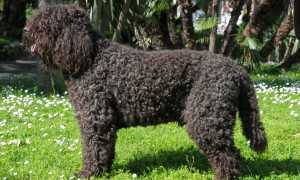 Описание барбета, или французского спаниеля: особенности породы с фото и методы дрессировки водяной собаки