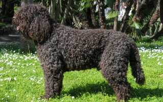 Описание барбета, или французского спаниеля: особенности породы с фото и методы дрессировки водяной собаки