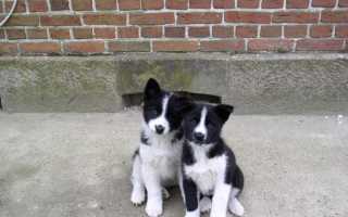 Описание карельской медвежьей лайки, фото собаки, особенности содержания и ухода