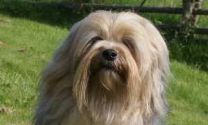 Внешний вид и фото лион-бишона, описание породы, особенности ухода за собакой