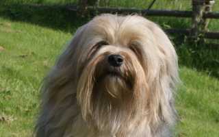 Внешний вид и фото лион-бишона, описание породы, особенности ухода за собакой