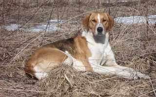 Характеристика и описание русской гончей с фото, виды и стандарт породы, особенности содержания и воспитания собак