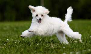 Описание той-пуделя с фото: особенности породы, плюсы и минусы собаки, рекомендации по выбору щенка