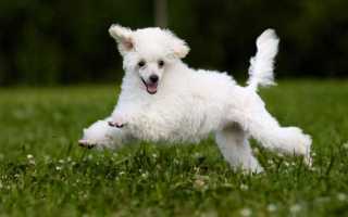 Описание той-пуделя с фото: особенности породы, плюсы и минусы собаки, рекомендации по выбору щенка