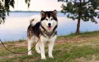 Описание и характеристика новых и аборигенных американских пород собак с фотографиями и названиями