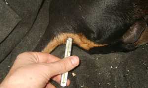 Какой должна быть температура тела у собак разных пород, меняется ли она в жару: нормальные показатели и отклонения