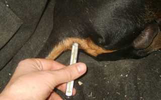 Какой должна быть температура тела у собак разных пород, меняется ли она в жару: нормальные показатели и отклонения