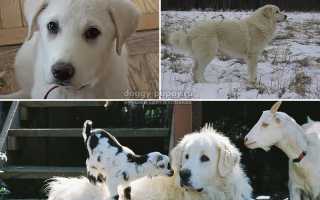 Акбаш: фото и описание породы