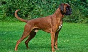 Порода боксер: характеристики собаки, внешний вид, особенности ухода и рекомендации по выбору щенка