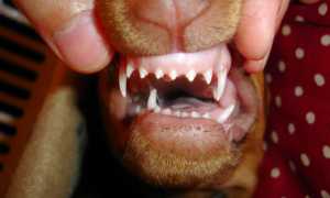 Сколько зубов должно быть у собак разных пород, когда молочные меняются на коренные: схема с фото и очередность смены