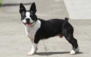 Описание бостон-терьера с фото: особенности породы, советы по содержанию и уходу за собакой