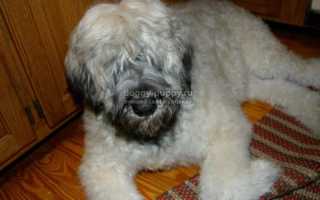 Фландрский бувье: описание, фото и цены