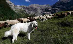 Фото пиренейской горной собаки, происхождение овчарки, предназначение и описание породы