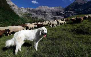 Фото пиренейской горной собаки, происхождение овчарки, предназначение и описание породы