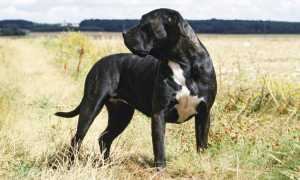 Фото канарского дога: описание породы и характер собак, стандарты и разновидности, особенности содержания и воспитания