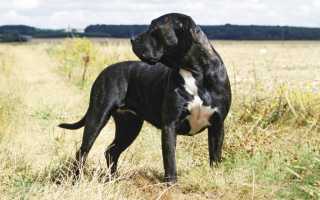 Фото канарского дога: описание породы и характер собак, стандарты и разновидности, особенности содержания и воспитания