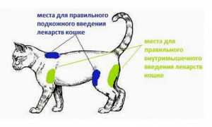 Как сделать укол кошке в холку: нюансы подкожной инъекции, выбор инструментов, проведение процедуры поэтапно