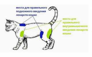 Как сделать укол кошке в холку: нюансы подкожной инъекции, выбор инструментов, проведение процедуры поэтапно