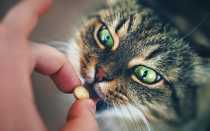 Можно ли давать коту активированный уголь – сколько и дозировка