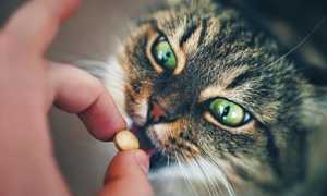 Можно ли давать коту активированный уголь – сколько и дозировка