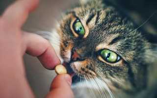 Можно ли давать коту активированный уголь – сколько и дозировка