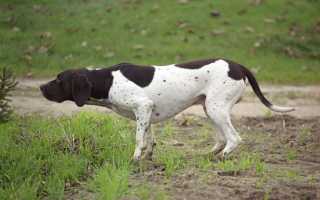 Пойнтер: стандарт породы, внешний вид собаки с фото, описание характера и особенности ухода