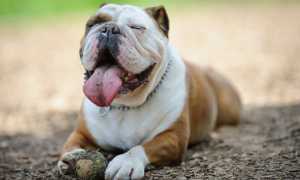 Фото американского бульдога, происхождение, предназначение и описание породы собак