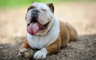 Фото американского бульдога, происхождение, предназначение и описание породы собак