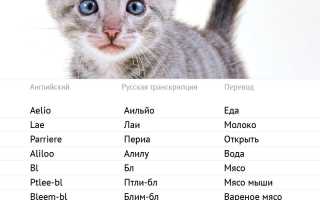 Имена для котов: как назвать кота красиво и оригинально — 6000+ кличек
