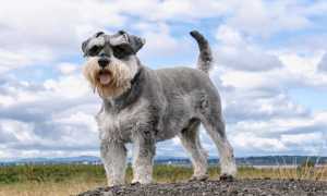 Миттельшнауцер: описание вида породы «шнауцер» с фото в соответствии со стандартом, окрас собаки и особенности характера