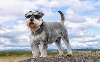 Миттельшнауцер: описание вида породы «шнауцер» с фото в соответствии со стандартом, окрас собаки и особенности характера