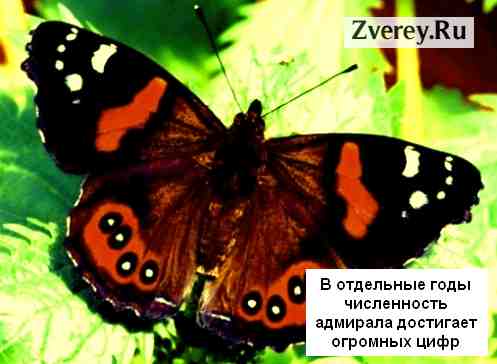 Адмирал летает по саду