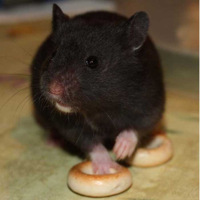 Черный хомяк