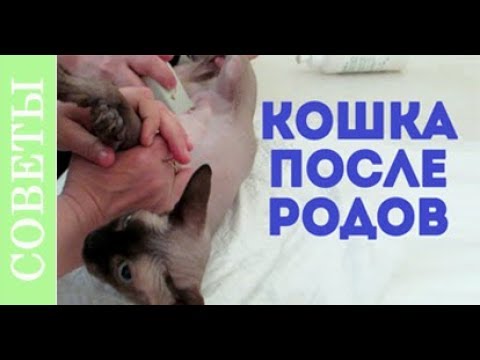 Что делать если не вышел послед у кошки Не вышел послед у кошки совет по родам