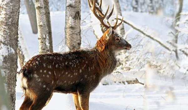 Фото: Уссурийский пятнистый олень