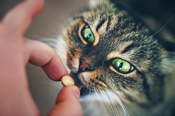как дать уголь кошке
