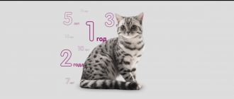 Как определить возраст котнка в домашних условиях