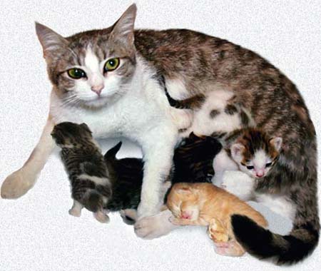 Кошка с котятами