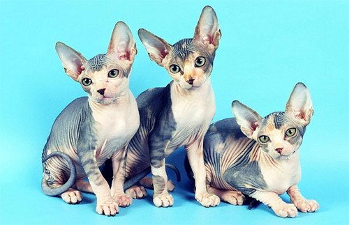 Кошки сфинкс