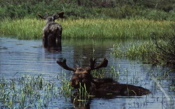 Лоси в воде