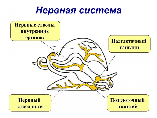 Нервная система
