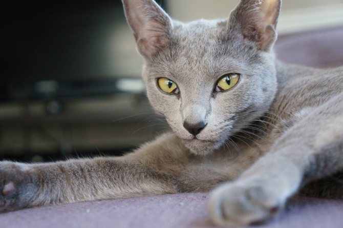 Русская голубая кошка