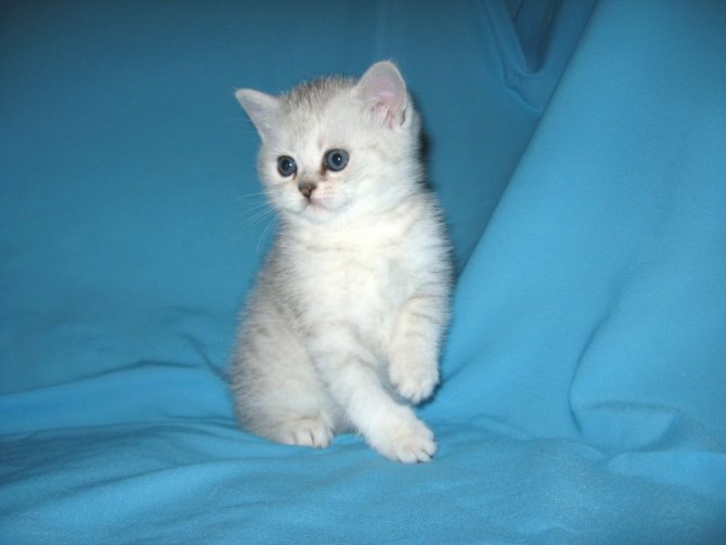 Шотландский котёнок