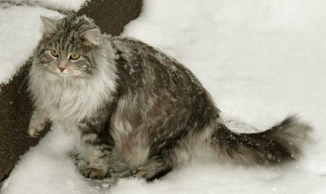 Сибирская кошка