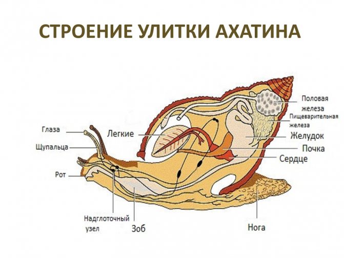 Строение улитки